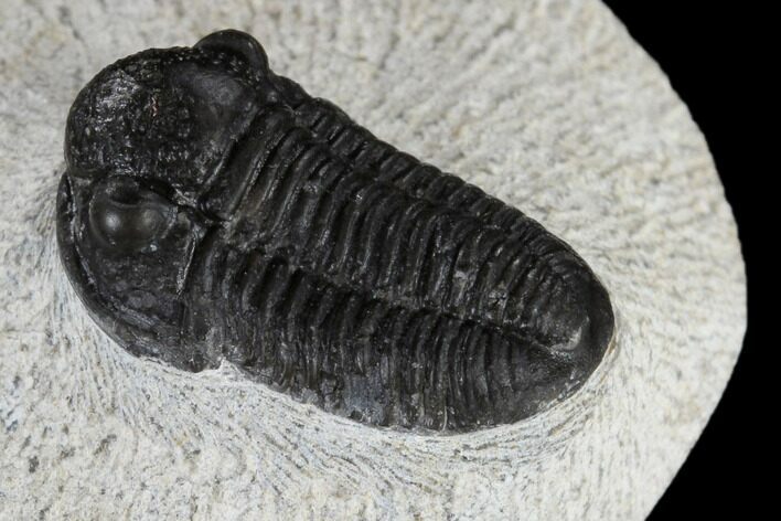 Bargain, Gerastos Trilobite Fossil - Morocco #117789